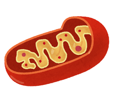 saibou_mitochondria_red