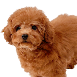 spirits_1_toy_poodle