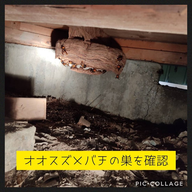 Collage 2020-10-08 08_06_24