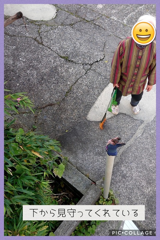 Collage 2020-11-18 20_35_40