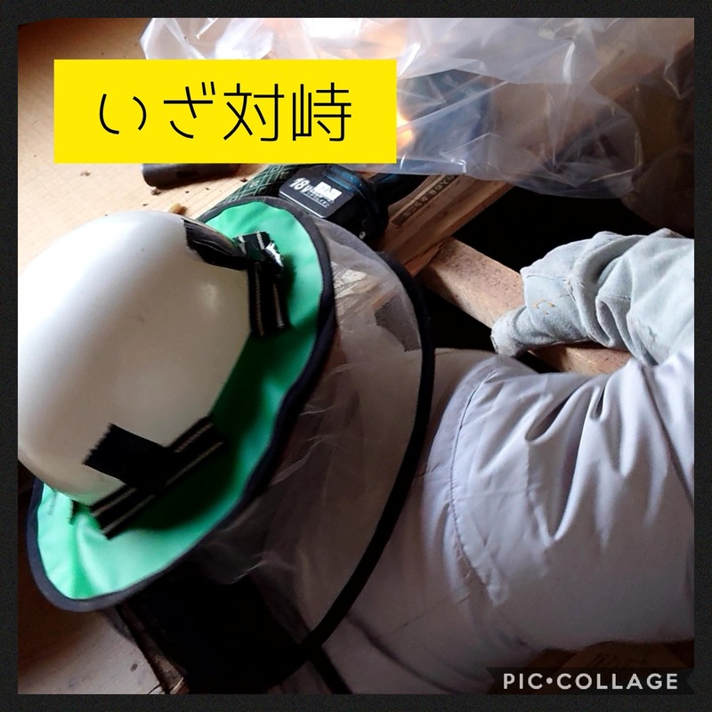 Collage 2020-10-08 08_44_05