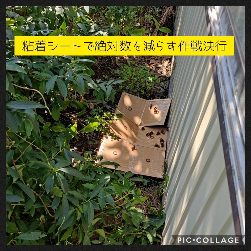 Collage 2020-10-07 09_56_49