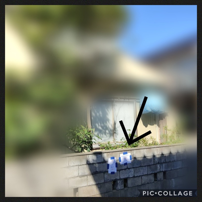 Collage 2020-10-07 09_53_35