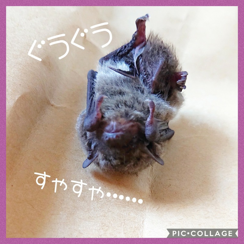 Collage 2020-02-13 19_18_03