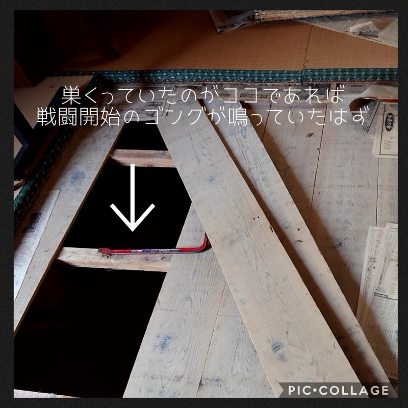 Collage 2020-10-08 08_25_13