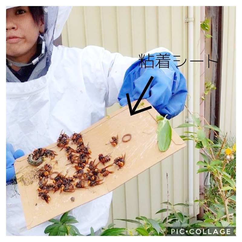 Collage 2020-10-07 09_49_31