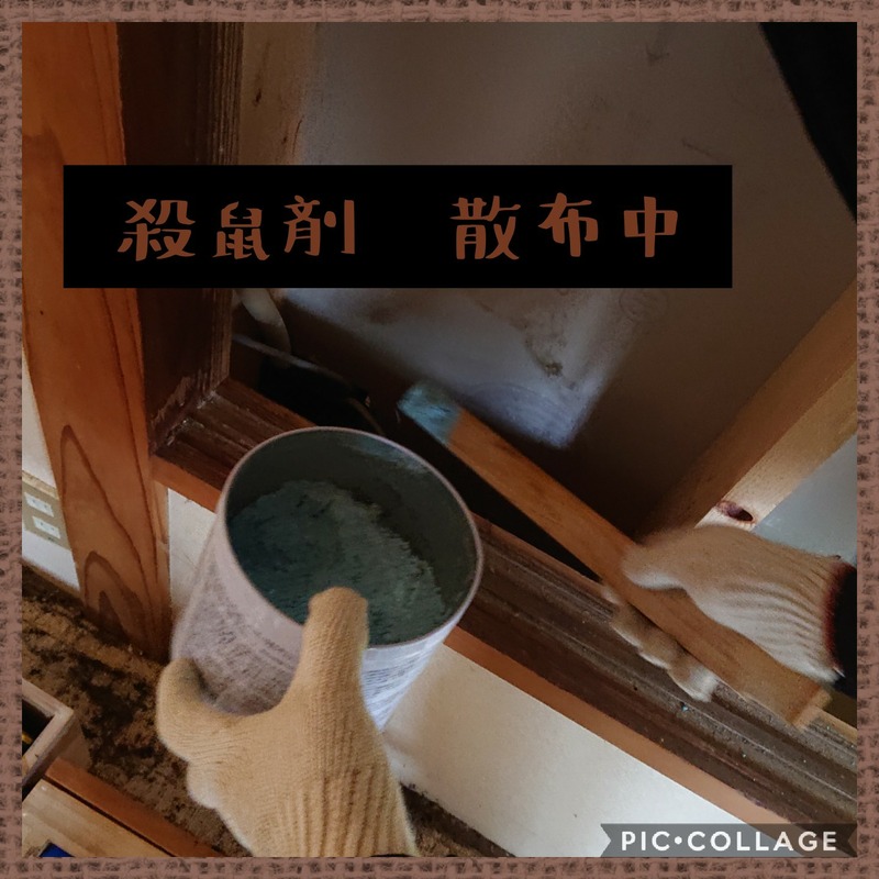 Collage 2020-02-10 02_03_44