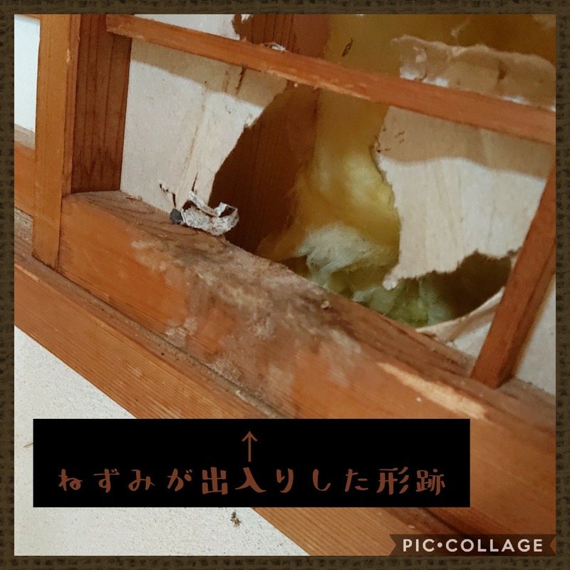 Collage 2020-02-10 00_27_20