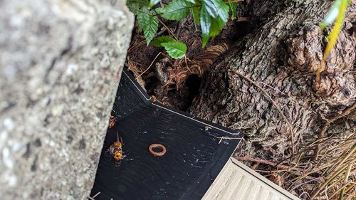 PXL_20230824_054430118