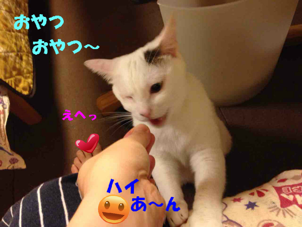 みんな Tv観てね 10月5日放送 ちちんぷいぷい 不思議生物 ねね の留守番日記 みんな Tv観てね 10月5日放送 ちちんぷいぷい 不思議生物 ねね の留守番日記