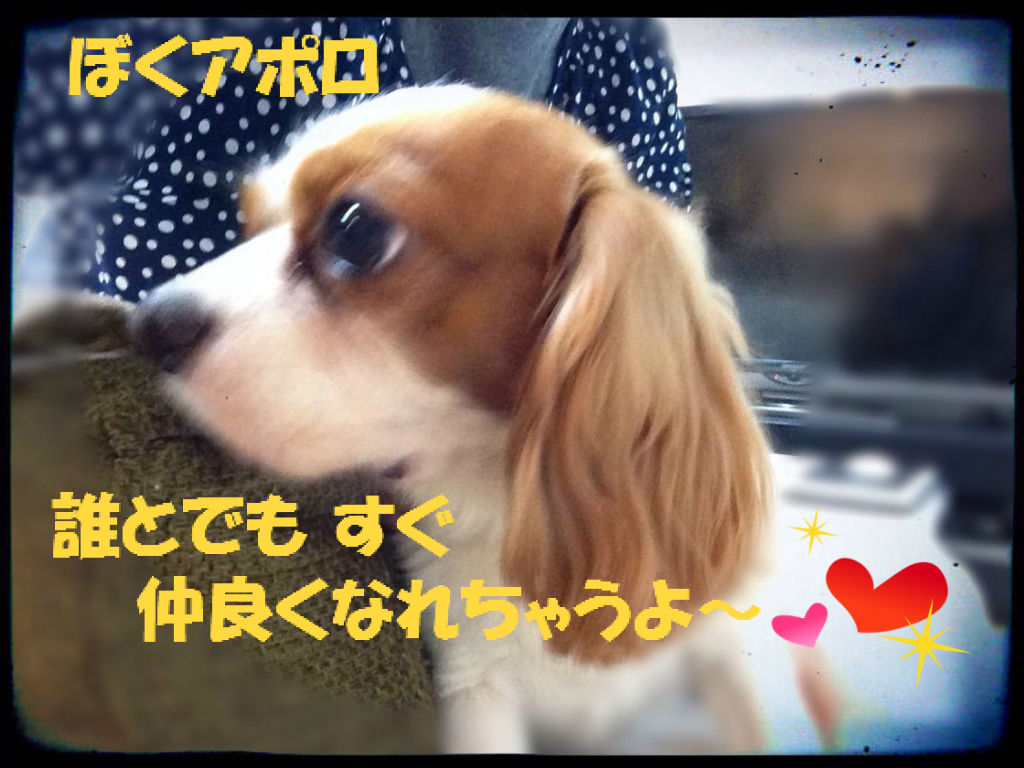 プチ クリスマス会 ラムネハウスの元保護犬達 Dec16 不思議生物 ねね の留守番日記 プチ クリスマス会 ラムネハウスの元保護犬達 Dec16 不思議生物 ねね の留守番日記