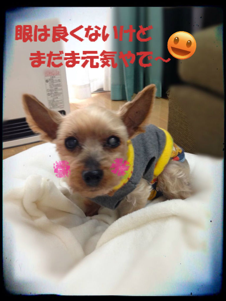 プチ クリスマス会 ラムネハウスの元保護犬達 Dec16 不思議生物 ねね の留守番日記 プチ クリスマス会 ラムネハウスの元保護犬達 Dec16 不思議生物 ねね の留守番日記
