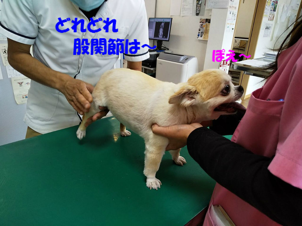 Wチワワーず再結成 きなこラムネハウスに戻る 不思議生物 ねね の留守番日記 Wチワワーず再結成 きなこラムネハウスに戻る 不思議生物 ねね の留守番日記