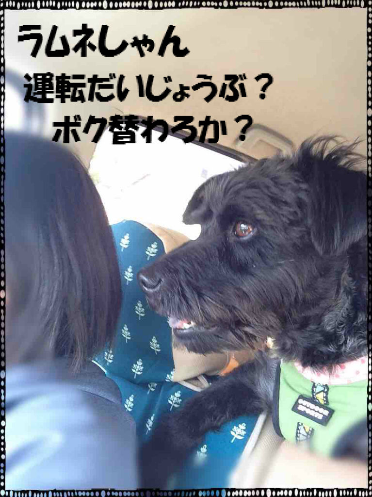 おめでとう チャッピー 正式譲渡 不思議生物 ねね の留守番日記