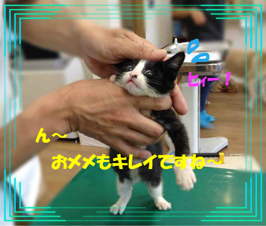 Avetさんにて里親募集開始 不思議生物 ねね の留守番日記