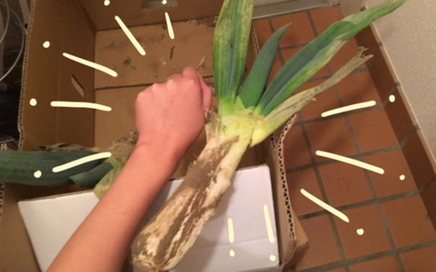 日本一うまいねぎ2