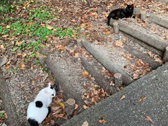 IMG_4516