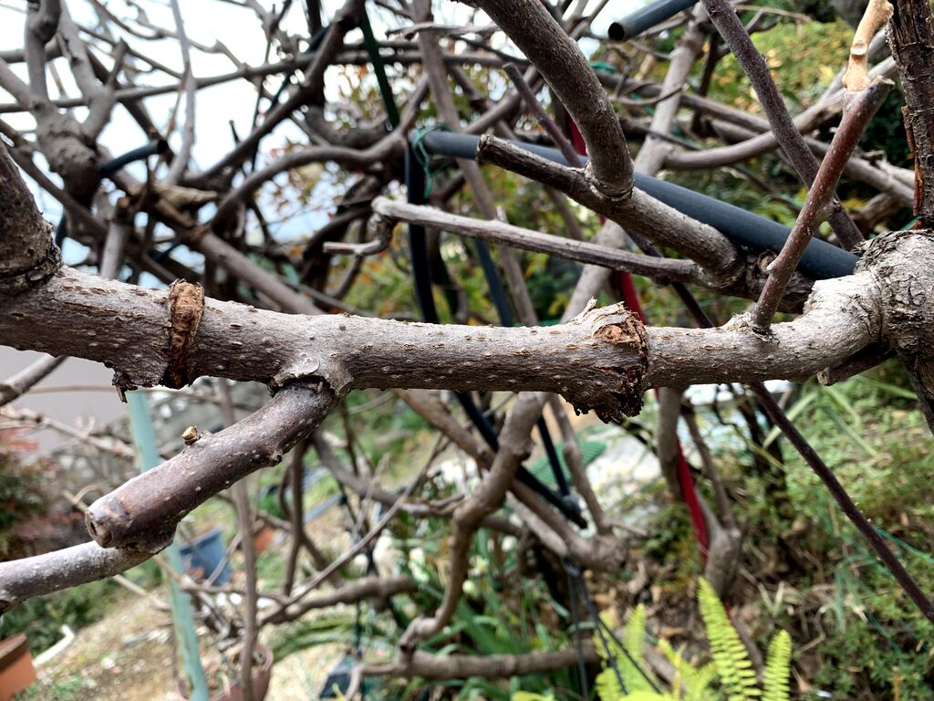 キウイの木の害虫 自然と親しむ キウイの木の害虫 自然と親しむ