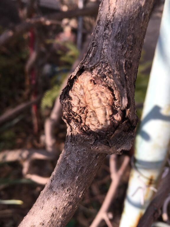 キウイの木の害虫 自然と親しむ