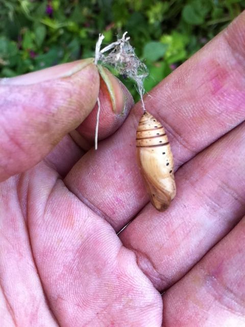 ホシヒメホウジャクとヘクソカズラ 自然と親しむ