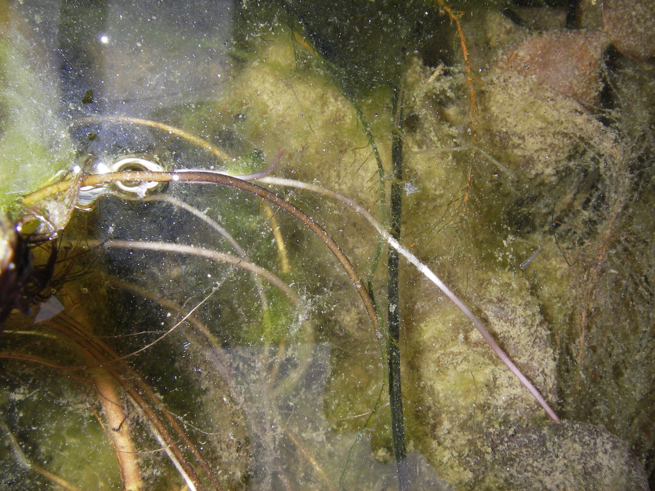 金魚の産卵 自然と親しむ 金魚の産卵 自然と親しむ