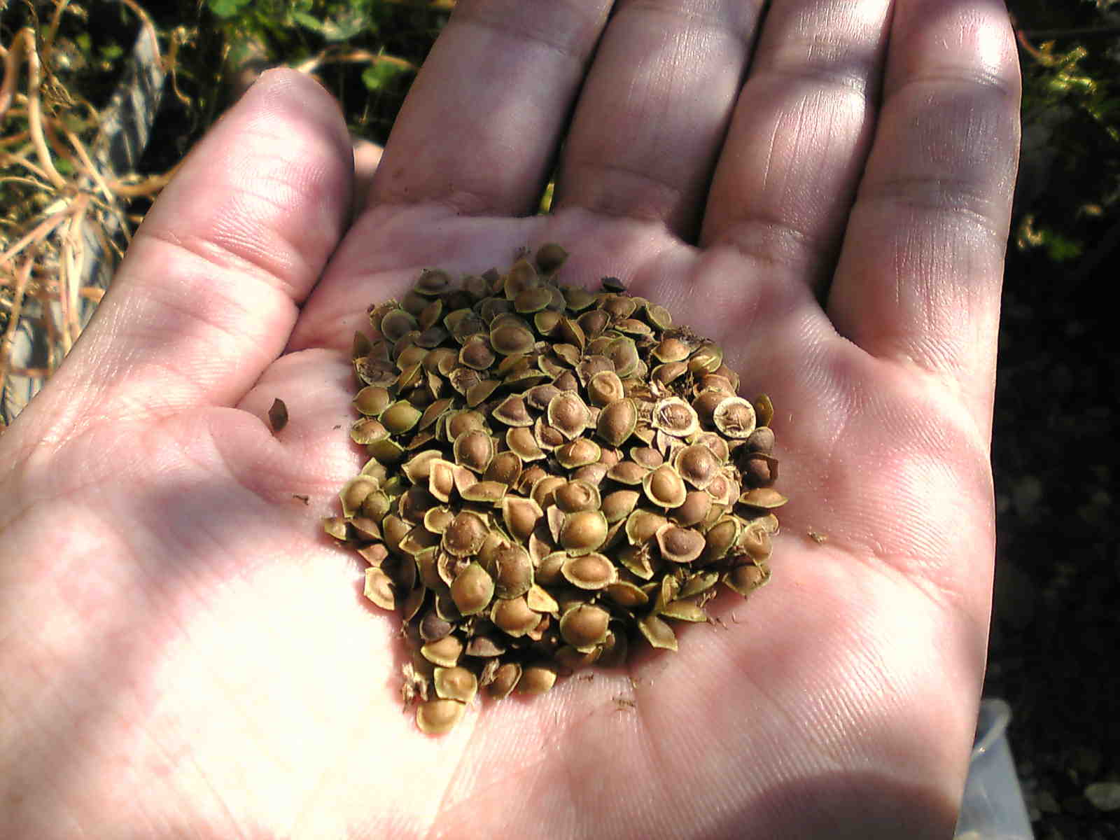 動く植物 自然と親しむ 動く植物 自然と親しむ