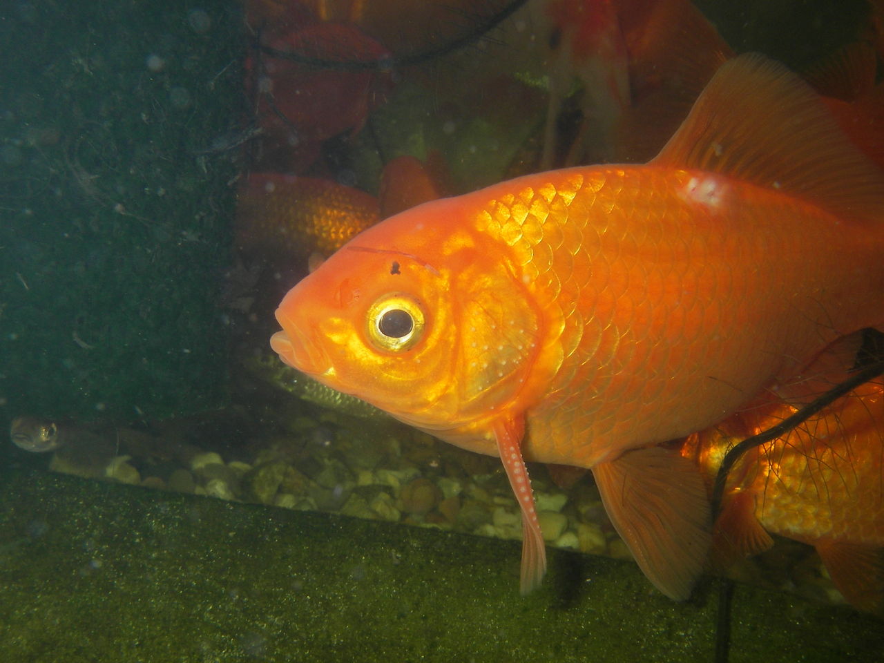 金魚の産卵 自然と親しむ