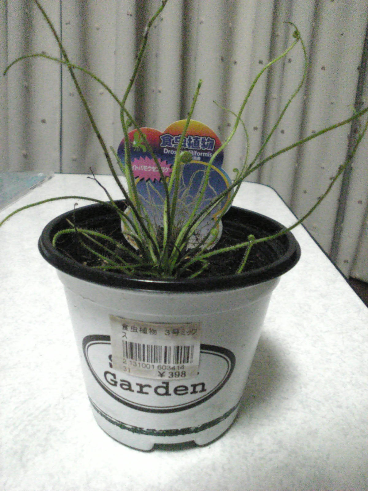 食虫植物 自然と親しむ 食虫植物 自然と親しむ