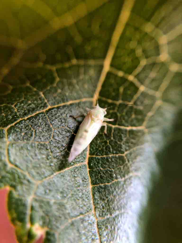 マルベリーの害虫 自然と親しむ
