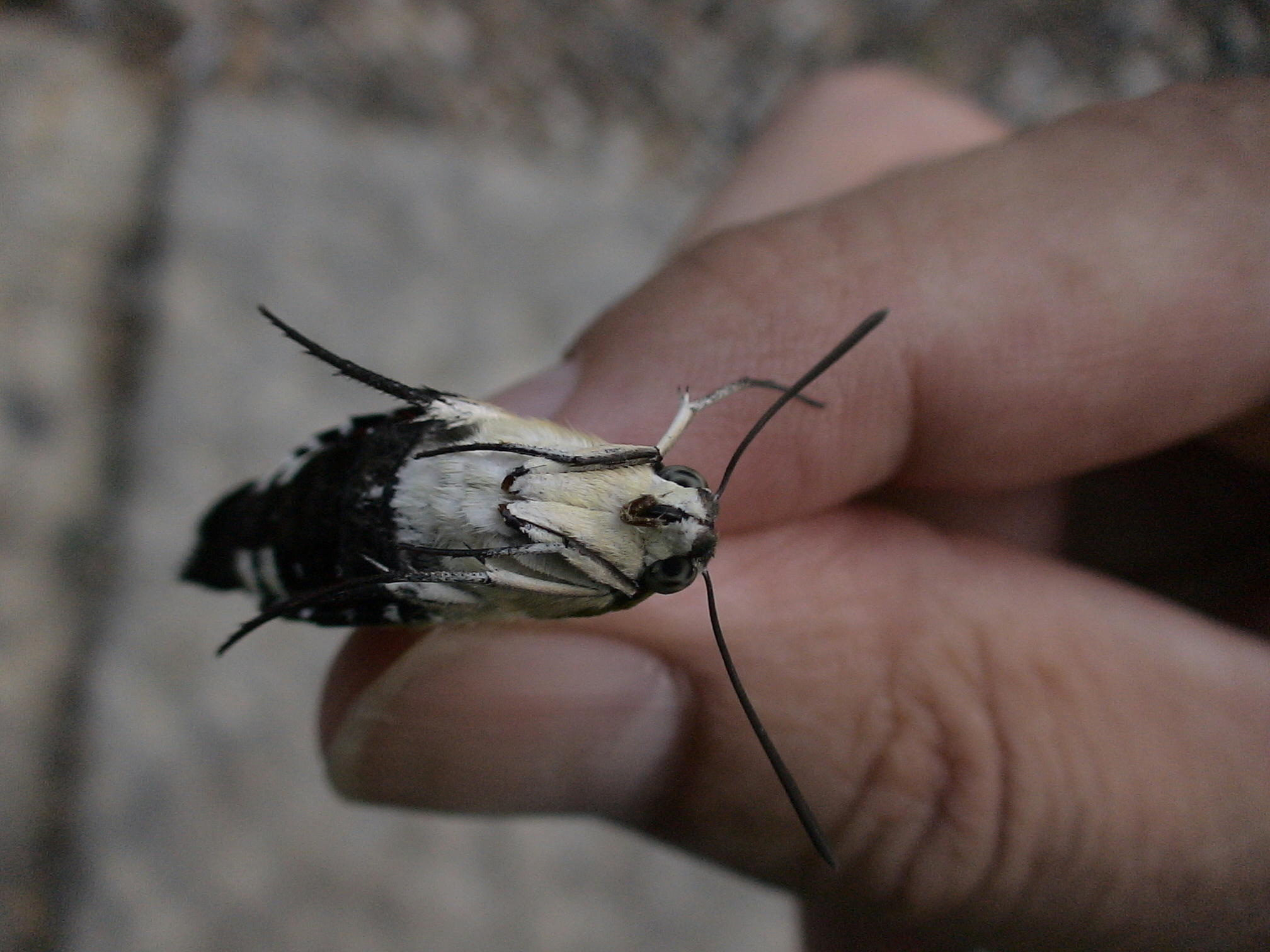 羽が透明の蛾 自然と親しむ