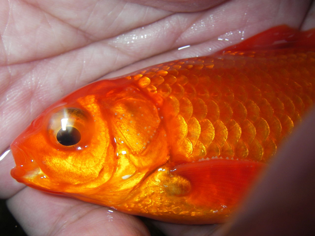 金魚の産卵 自然と親しむ