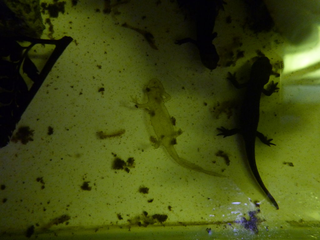 イモリ幼体 水に帰る 自然と親しむ イモリ幼体 水に帰る 自然と親しむ