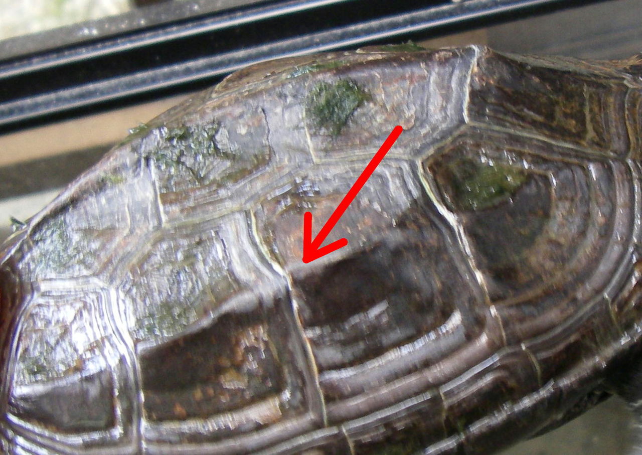 クサガメ対ミドリガメ 自然と親しむ クサガメ対ミドリガメ 自然と親しむ
