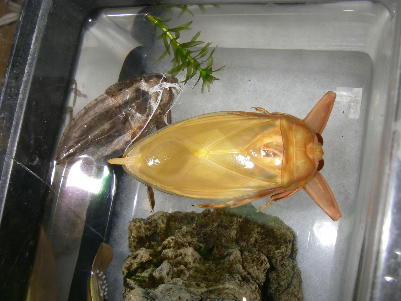 自然と親しむ:日本最大の水生昆虫(幼虫から成虫へ) - livedoor Blog(ブログ)