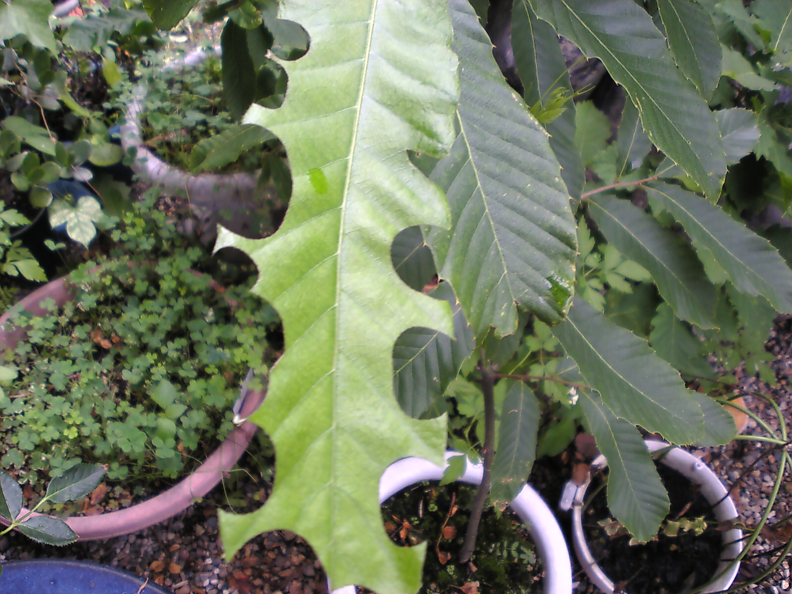 バラに来ないバラハキリバチ 自然と親しむ