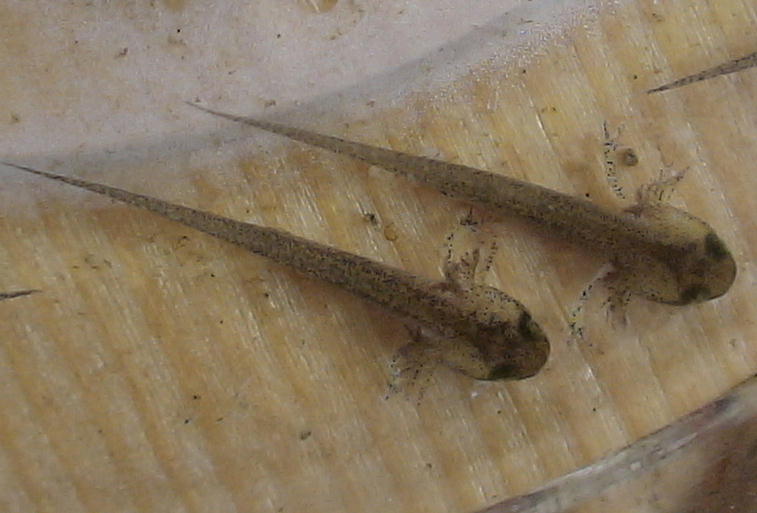 自然と親しむ Livedoor Blog ブログ