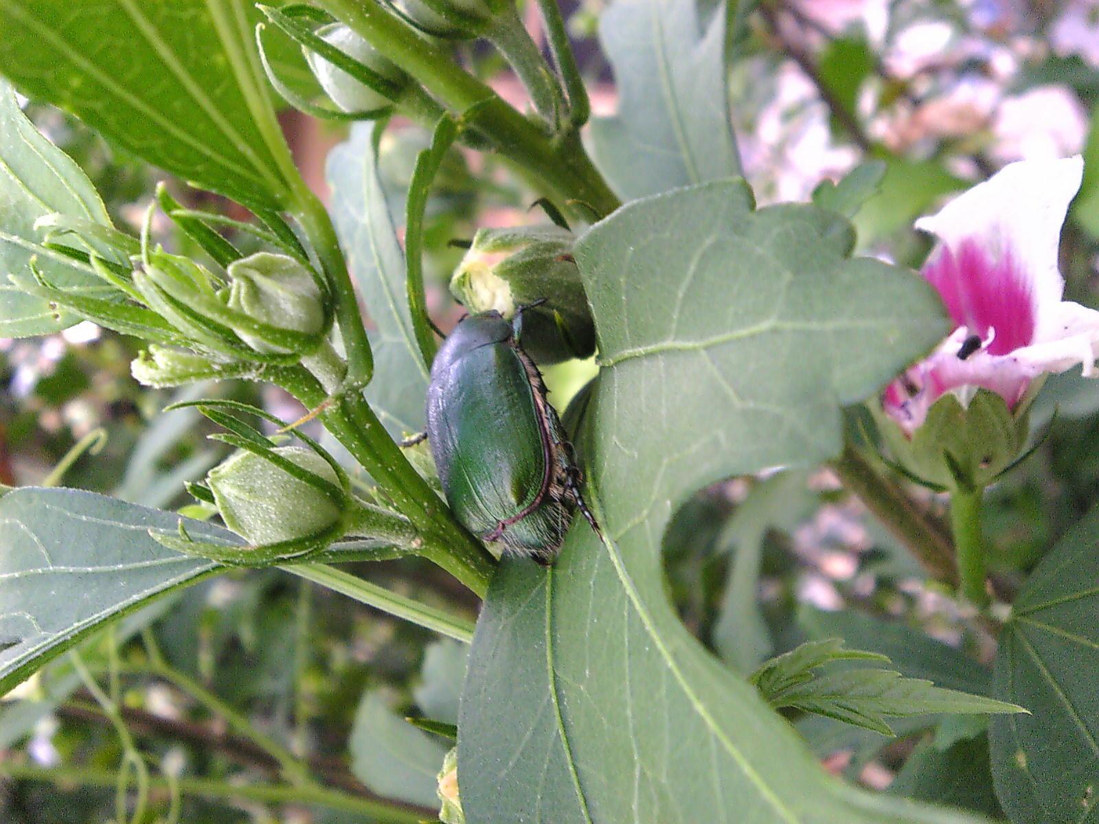 アオドウガネとドウガネブイブイ 自然と親しむ アオドウガネとドウガネブイブイ 自然と親しむ