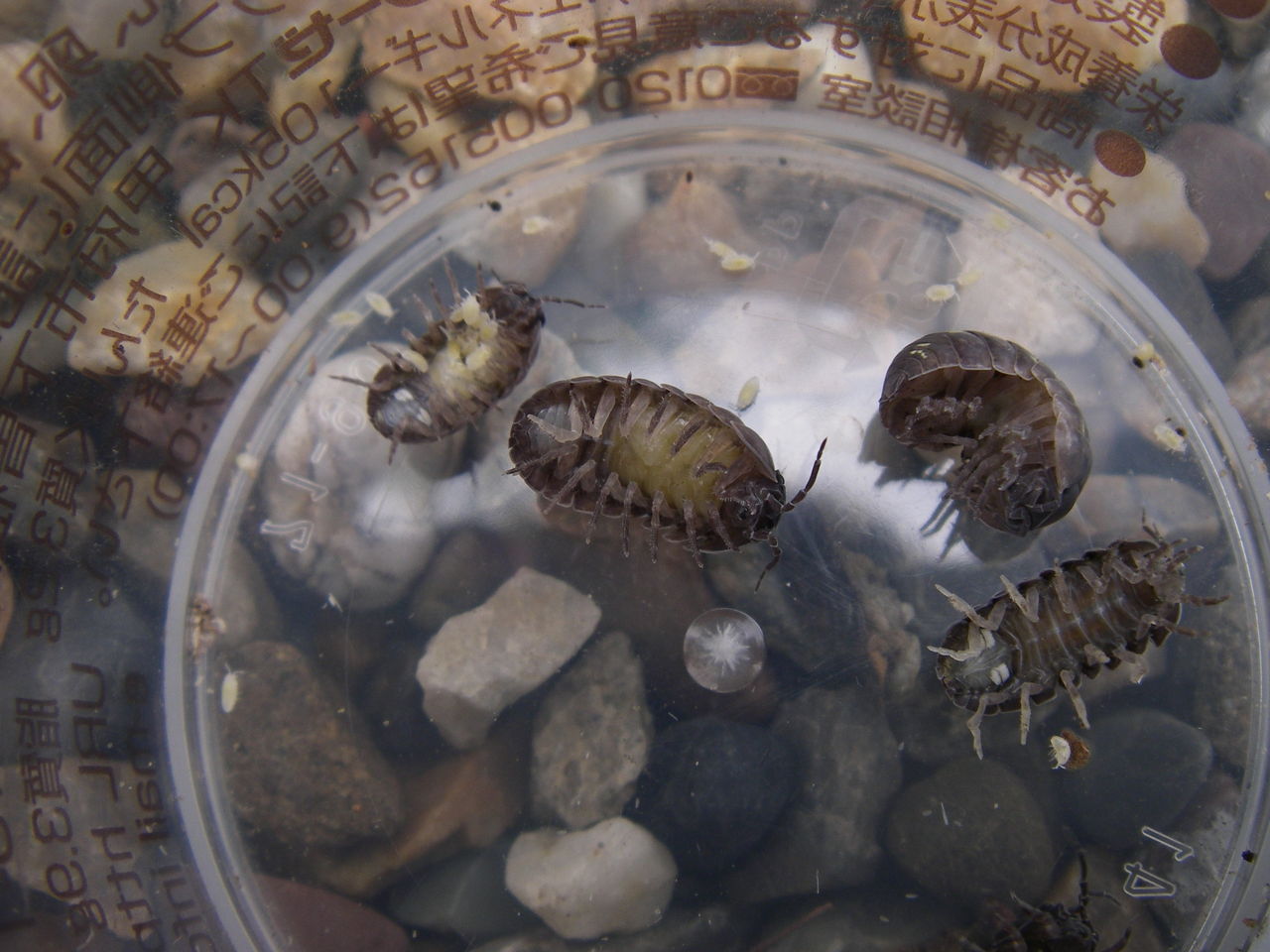 漁港の掃除屋さん 自然と親しむ