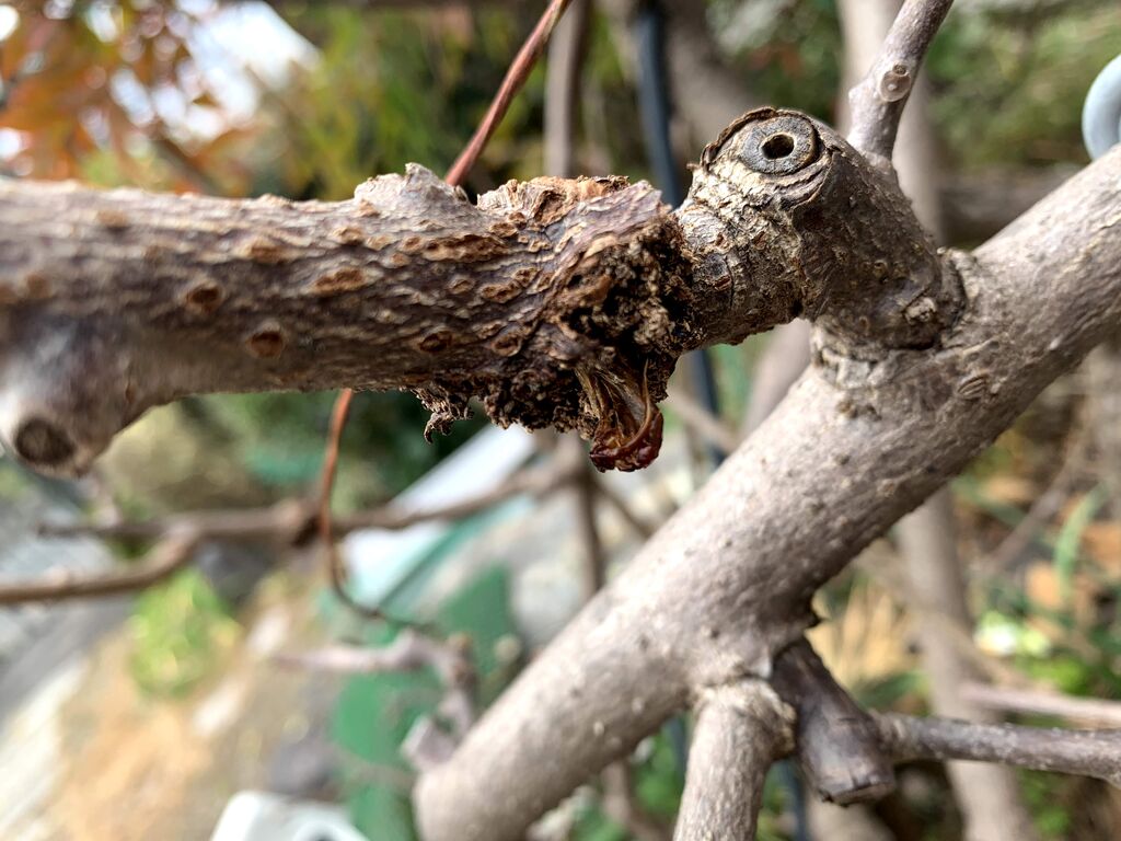 キウイの木の害虫 自然と親しむ