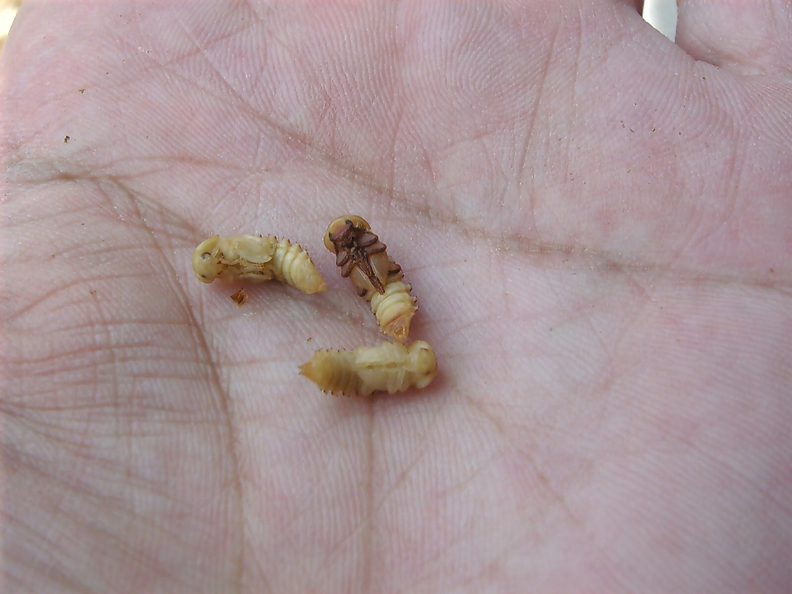 うのにもお得な情報満載 ふすま ２ｋｇ 昆虫 ミルワーム 餌 エサ Riosmauricio Com