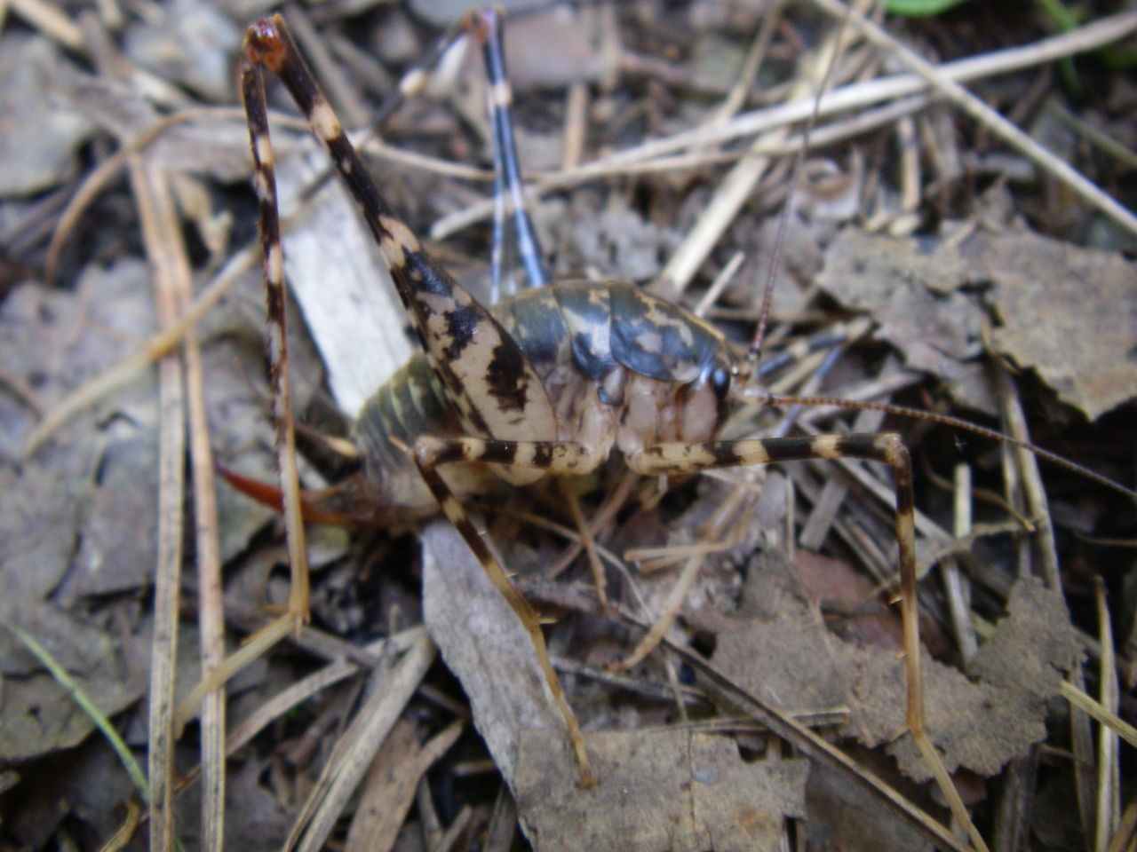 開田高原の虫たち 自然と親しむ