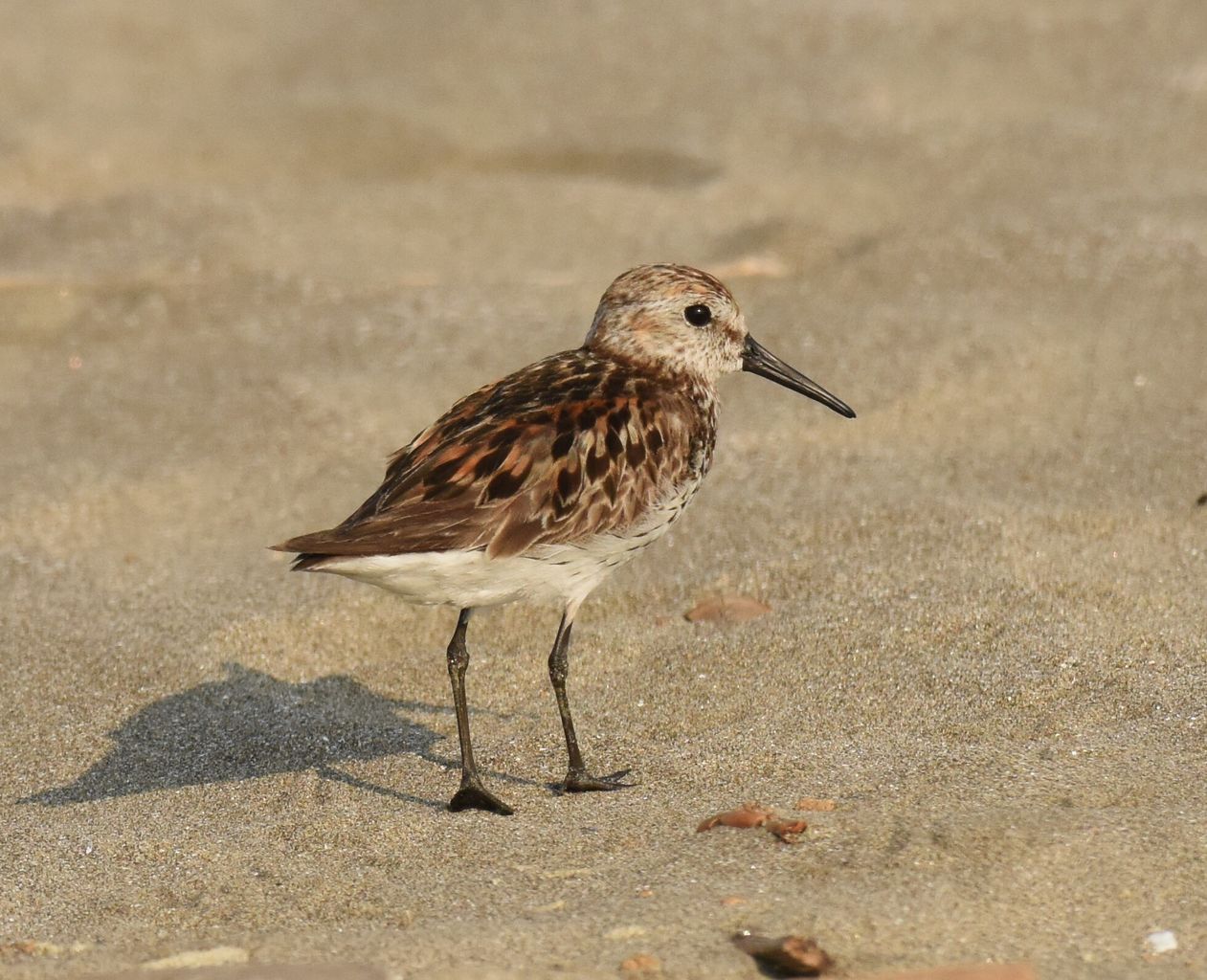 ヒメハマシギ観察記 Observation Record Of Western Sandpiper 2nd Aug 19 Japan 青い彗星のwader Birding