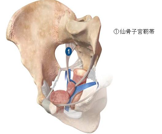 仙骨子宮靭帯 子宮の病気 子宮内膜症 しきゅうないまくしょう の改善方法