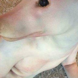 【※大阪の闇】ホームレスって『謎の生物』連れてね？異種交配させるのが流行ってるの？←これホントにいるらしい