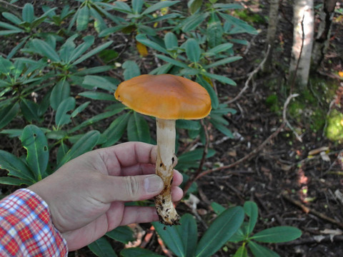 7a