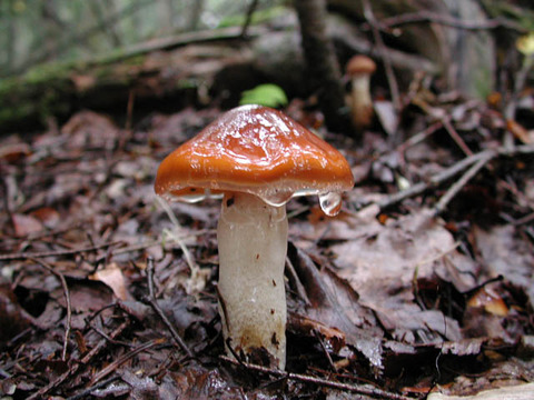 080920numerisasatake1