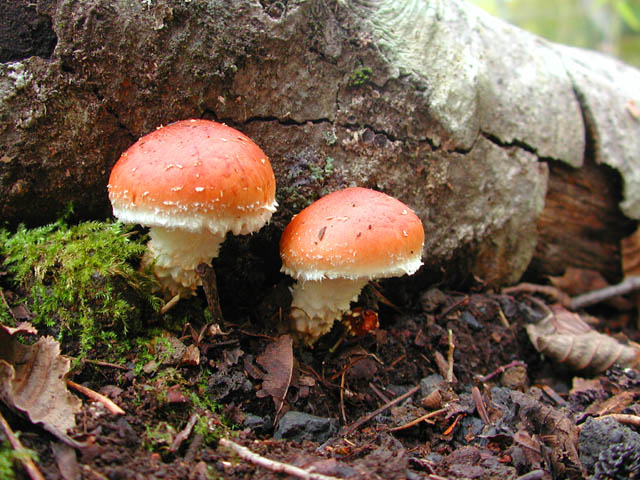 48e5209d.jpg