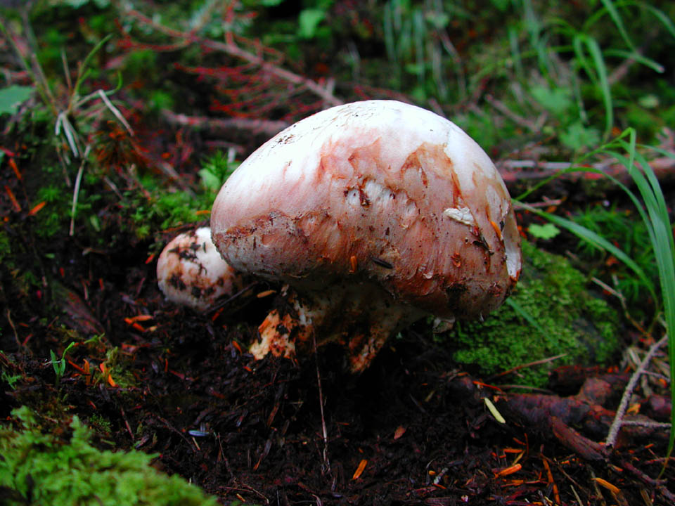 a083f593.jpg