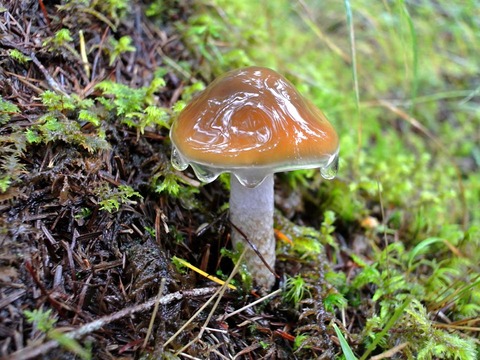 13a