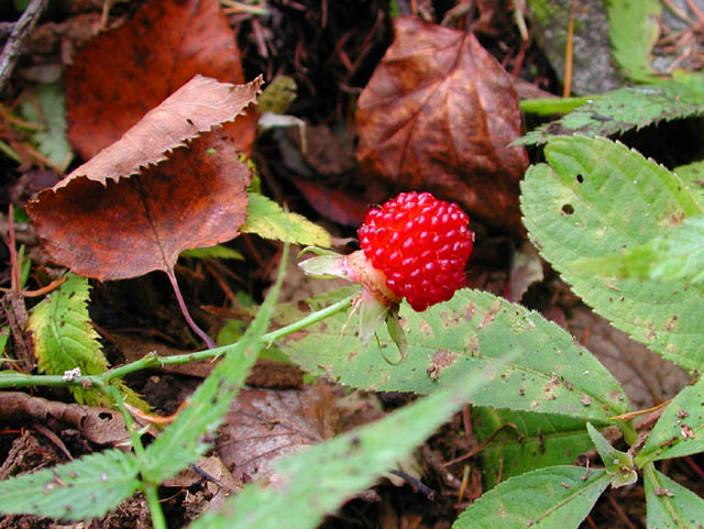 f066a531.jpg